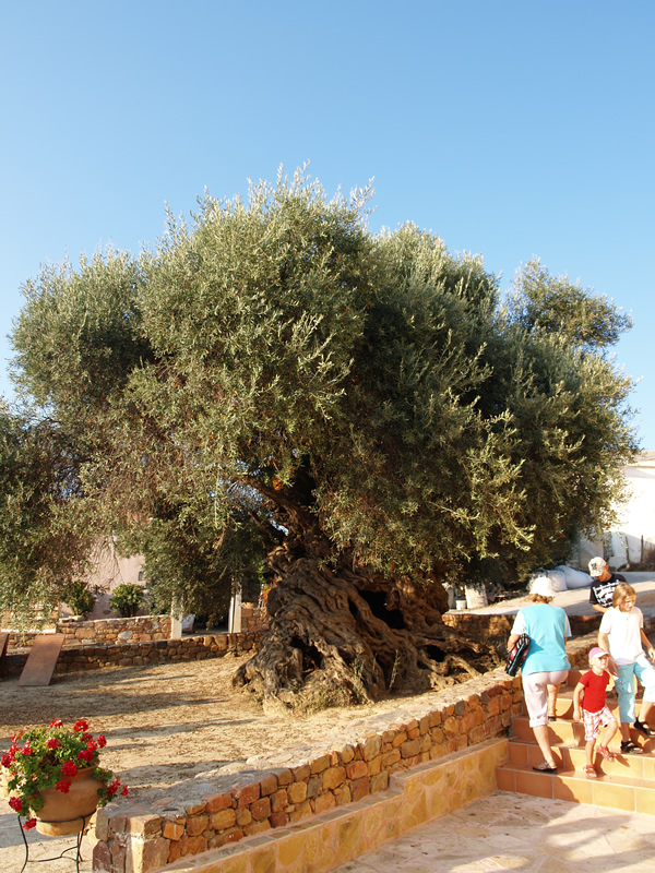 Vouves – Monumental Olive Tree